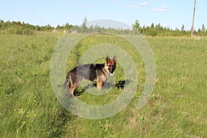 The German Shepherd puppy 10 month. field.